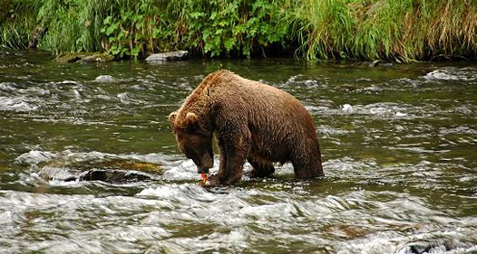 Brown bear wading in a river.